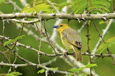 Pájaro amarillo imagen de archivo. Imagen de hojea, pico   29110651