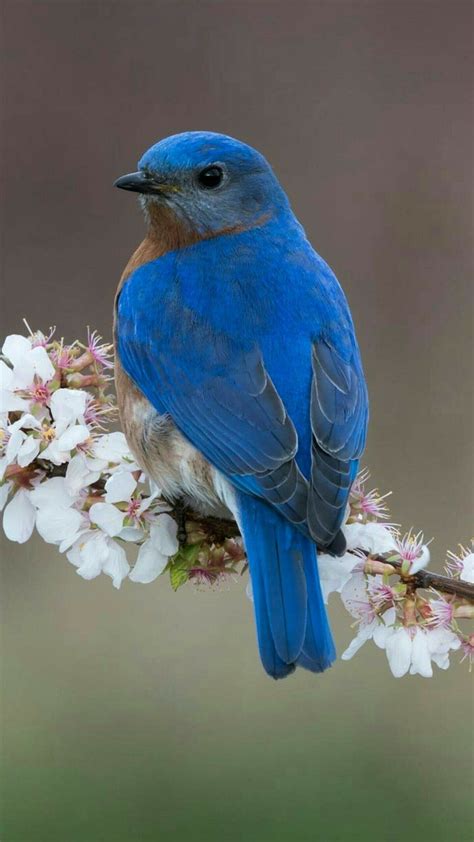 Pájaro azul | ZZZY   ANIMALES variados | Aves de colores ...