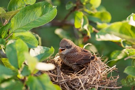 Pájaro bebé en el nido: fotografía de stock  mike_laptev #100355922 ...
