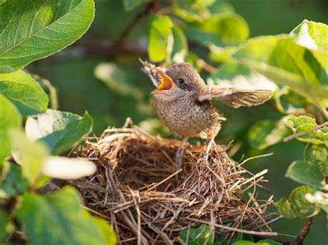 Pájaro bebé en el nido: fotografía de stock  mike_laptev #100355922 ...