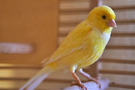 Pájaro canario como mascota | ¿Qué comen los pájaros canarios?
