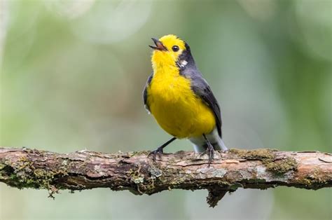 Pájaro cantando en una rama | Foto Premium