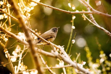 Pájaro cantando entre los arboles | Pajaros, Aves, Paisajes
