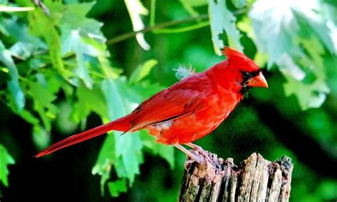 Pájaro cardenal | Características, tipos, canto, conducta, información ...