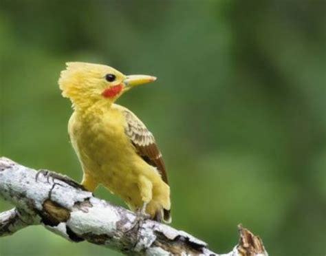 Pájaro Carpintero Amarillo    Extinción Animal 2020