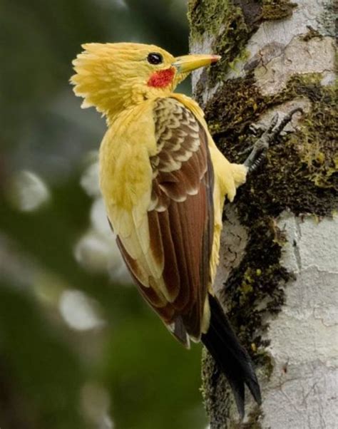 Pájaro Carpintero Amarillo    Extinción Animal 2020