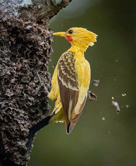 Pájaro carpintero amarillo