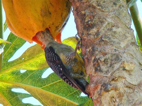 Pájaro carpintero comiéndo fruta Imagen & Foto | naturaleza diversa ...