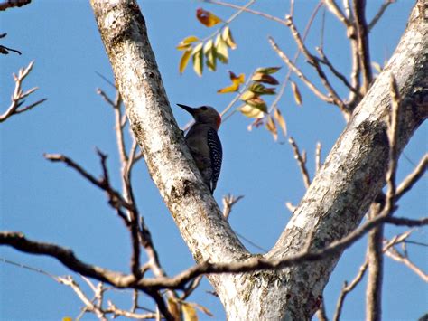 Pájaro carpintero en habitat, Valle de San Andrés, El Salvador ...