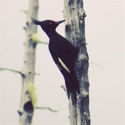 Pájaro carpintero en Parque Tantauco, Chiloé | Pájaro carpintero ...