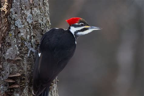 Pájaro carpintero Fondo de pantalla HD | Fondo de Escritorio ...