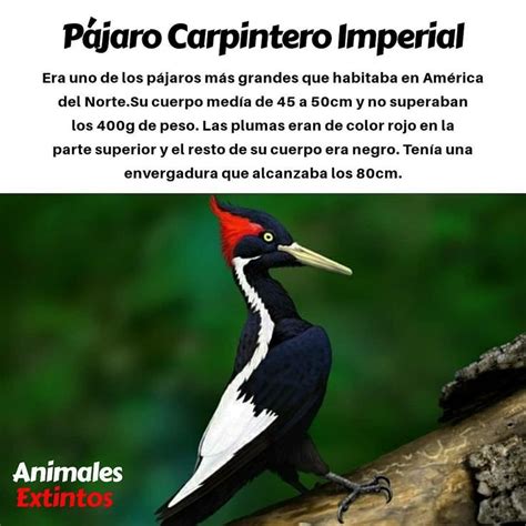 Pájaro Carpintero Imperial | Pájaro carpintero imperial, Animales ...