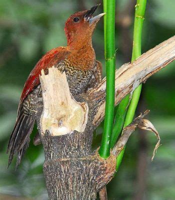 Pájaro carpintero  Picidae  | Hechos increíbles | Ekolss   Animales