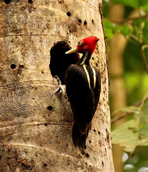 Pajaro Carpintero Pico Plata / The Pale billed Woodpecker  Campephilus ...