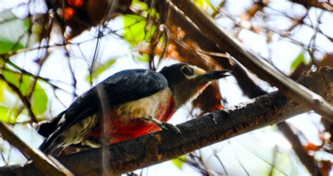Pájaro Carpintero  Puerto Rican Woodpecker  Melanerpes portoricensis ...