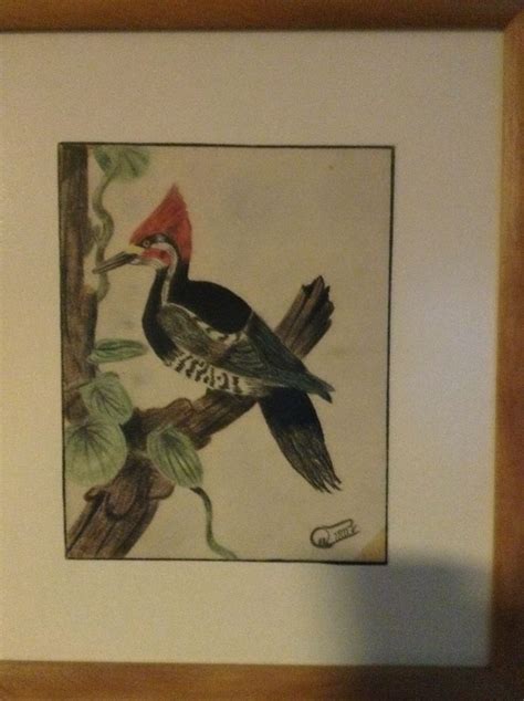 Pájaro carpintero que dibujé a lápiz en mis inicios... | Arte, Pajaros ...