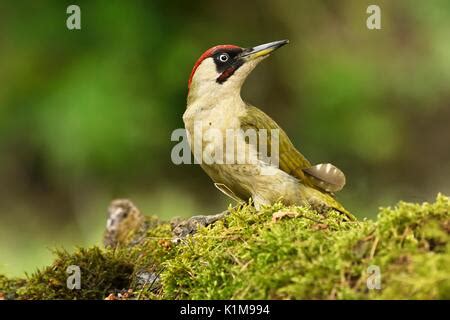 Pájaro carpintero verde  Picus viridis , macho de alimentación en la ...