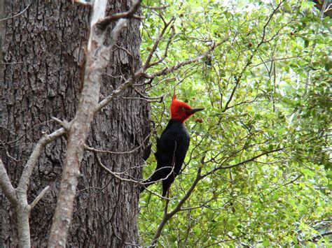 Pájaro Carpintero / woodpecker | ¿Cuál es el nombre científi… | Flickr