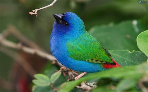 Pájaro colorido
