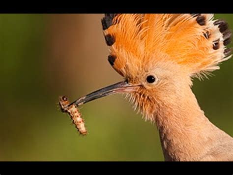 Pájaro compartiendo gusano   Bird sharing worm.   YouTube