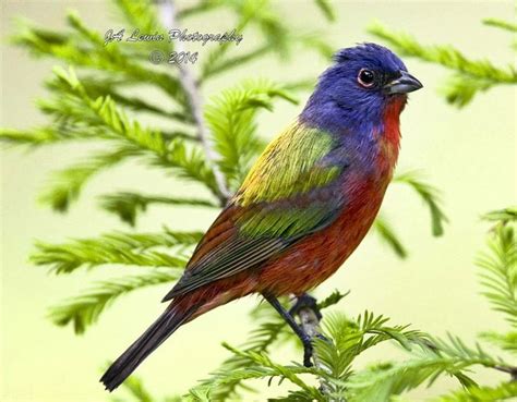 pajaro de siete colores , El Salvador | Beautiful bird ...