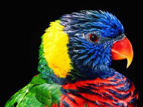 Pájaro exótico :: Imágenes y fotos