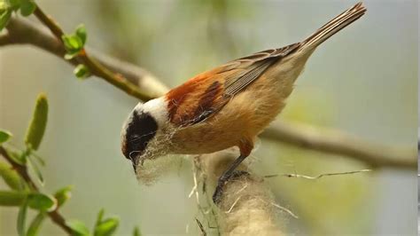 Pájaro Moscón Europeo Cantando Sonido para Llamar El Mejor YouTube