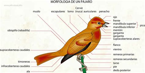 Pájaro | Nature Science Ciència Ciencia | Pinterest