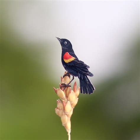 Pájaro negro alado rojo Impresión de bellas artes | Etsy