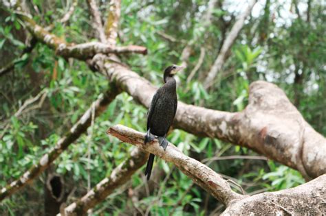 Pájaro negro con el pico amarillo en el bosque de tailandia, phang nga ...