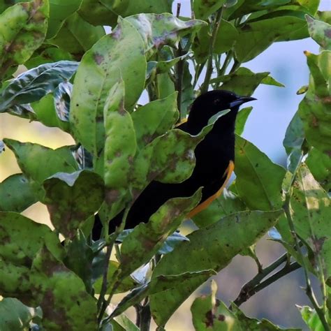 Pájaro negro con pecho amarillo | El Merendero