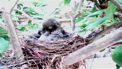 Pájaro Negro con Pico Amarillo, Mirlo Común Parte 2   YouTube