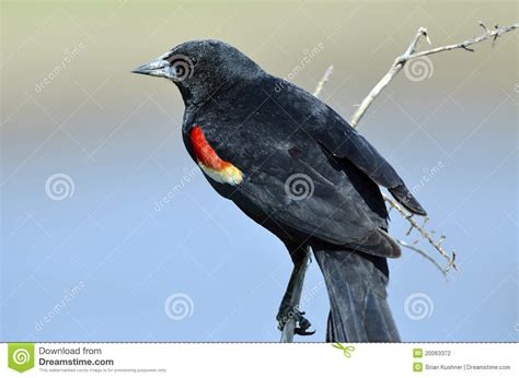 Pájaro negro de alas rojas foto de archivo. Imagen de perched   20063372