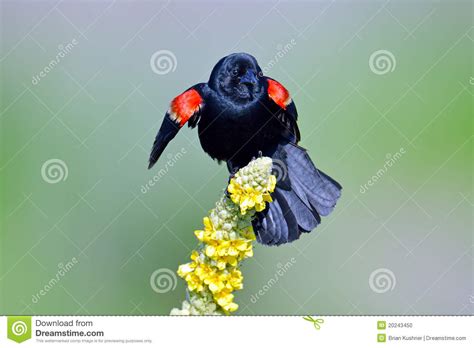 Pájaro negro de alas rojas foto de archivo. Imagen de winged   20243450