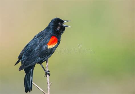 Pájaro negro de alas rojas imagen de archivo. Imagen de cubo   19363807