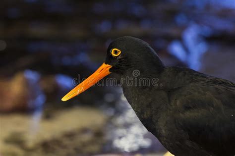Pájaro Negro Del Ostrero Con El Pico Anaranjado Foto de archivo ...