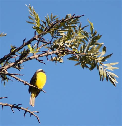 Pájaro pecho amarillo | En Salvador se puede apreciar distin… | Flickr