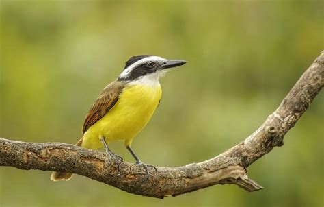 Pájaro pecho amarillo significado espiritual y qué significa soñarlo