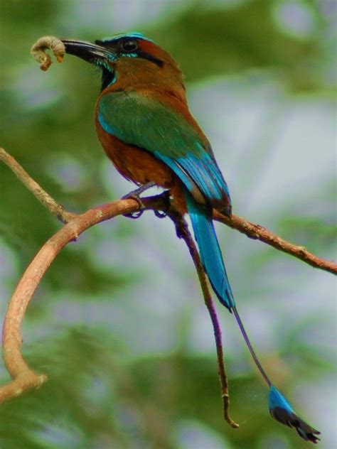 Pajaro Reloj / Turquoise browed Motmot #birds | Pet birds, Beautiful ...