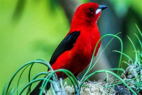 Pájaro rojo con alas negras 51527