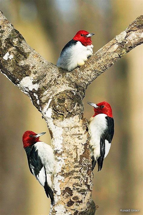 PAJARO ROJO, NEGRO Y BLANCO | Pajaros | Pinterest | Bird, Woodpeckers ...