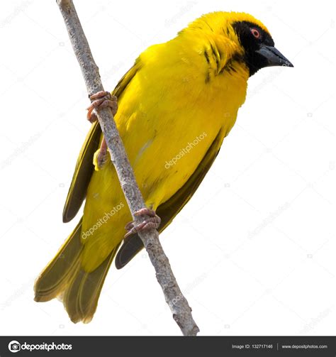 Pájaro Tejedor amarillo en un árbol aislado — Foto de stock ...