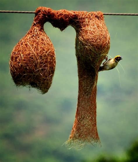 Pájaro tejedor, dato curioso: construyen los nidos más elaborados ...