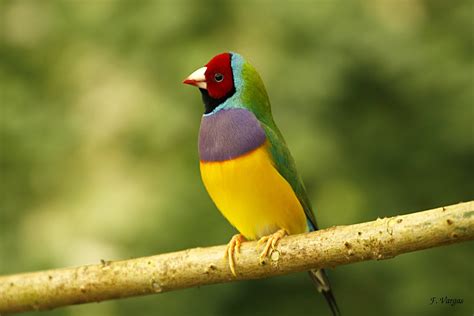 Pájaro tropical # tropical bird [Explore   Jul 3, 2012 ...