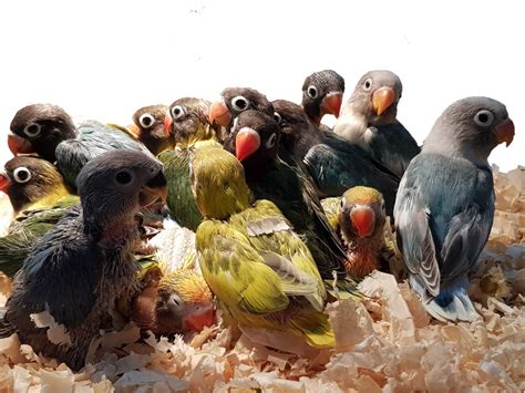 Pájaros Animal Vivo: AGAPORNI PAPILLERO