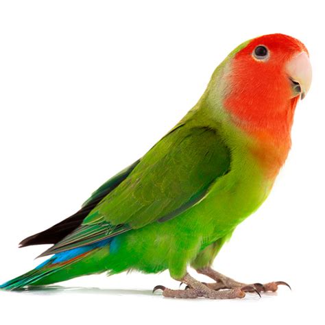 Pájaros Animal Vivo: AGAPORNI ROSSECOLI ANCESTRAL