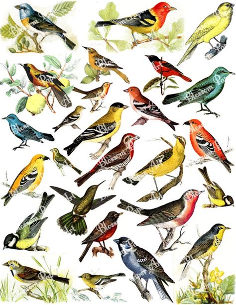 Pajaros Aves Ilustraciones para Decoupage Collage