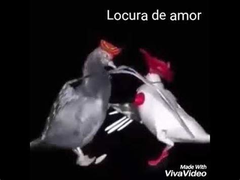 Pájaros bailando bachata   YouTube