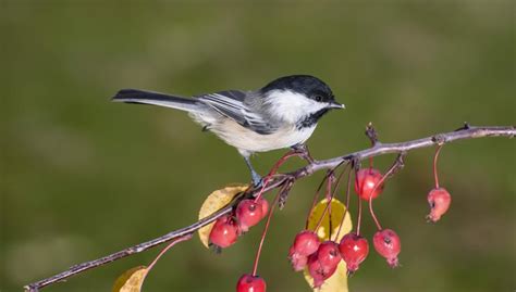 Pájaros beodos en Minnesota