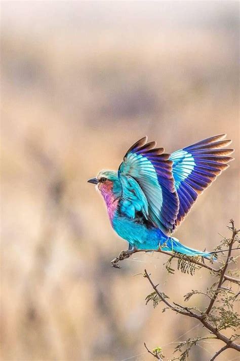 pajaros bonitos del mundo  34  | aves | Pinterest | Pájaros bonitos ...